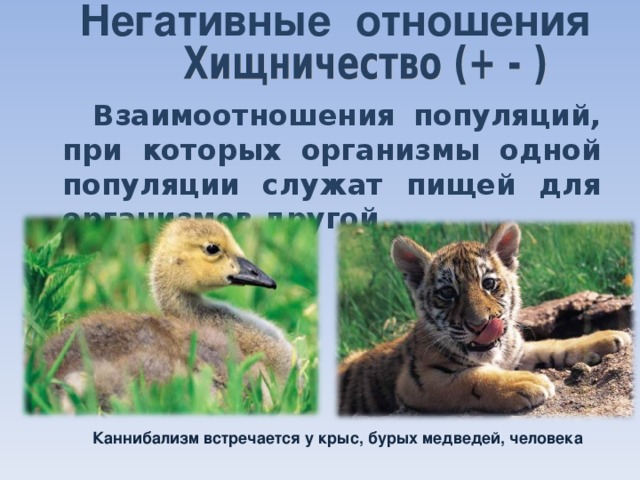 Негативные отношения  Взаимоотношения популяций, при которых организмы одной популяции служат пищей для организмов другой Каннибализм встречается у крыс, бурых медведей, человека 