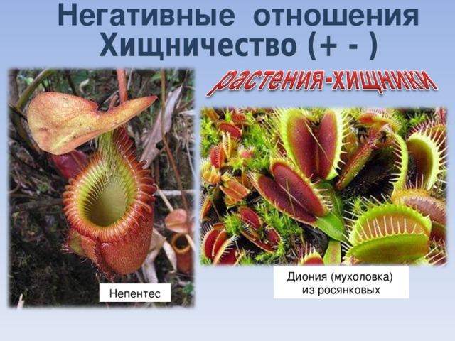 Негативные отношения Диония (мухоловка) из росянковых Непентес 
