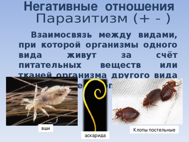 Негативные отношения  Взаимосвязь между видами, при которой организмы одного вида живут за счёт питательных веществ или тканей организма другого вида в течение определённого времени вши Клопы постельные аскарида 