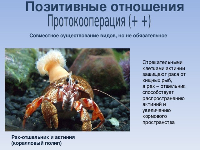симбиоз рака отшельника и актинии уровень организации