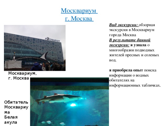 Москвариум  г. Москва Вид экскурсии: обзорная экскурсия в Москвариум города Москва В результате данной экскурсии:  я узнала о многообразии подводных жителей пресных и соленых вод. я приобрела опыт поиска информации о водных обитателях на информационных табличках. Москвариум, г. Москва Обитатель Москвариума Белая акула 
