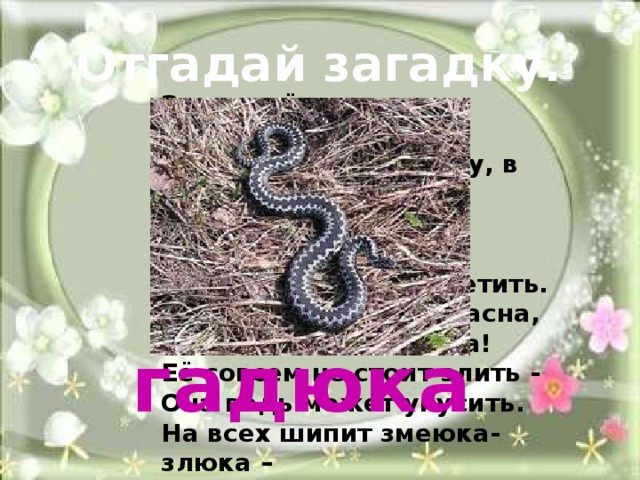 Отгадай загадку. Знать твёрдо нужно детворе,  Что где-нибудь в лесу, в траве,  Её случайно можно встретить  И сразу даже не заметить.  Она по-своему прекрасна,  Но – ядовита и опасна!  Её совсем не стоит злить -  Она ведь может укусить.  На всех шипит змеюка-злюка –  Обыкновенная… гадюка 
