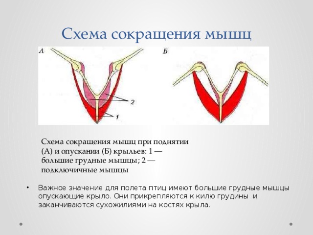 Схема сокращения мышц при поднятии и опускании крыльев