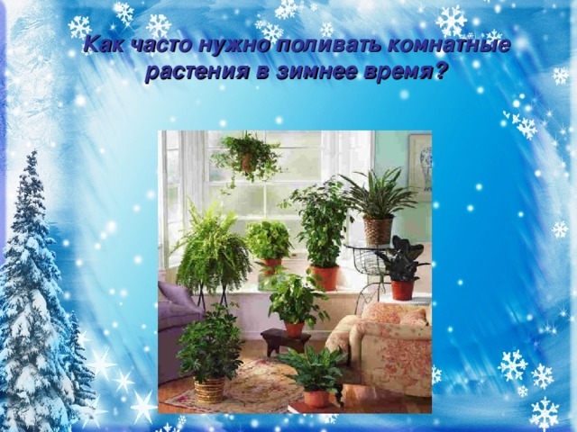 Как часто нужно поливать комнатные растения в зимнее время? Реже, так как зимой замедляются их рост и развитие.