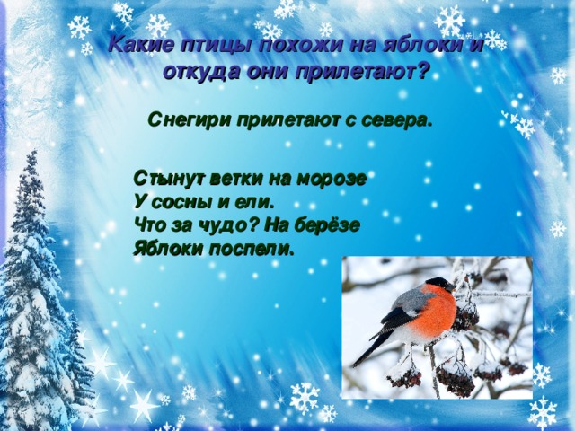 Какие птицы похожи на яблоки и откуда они прилетают? Снегири прилетают с севера.  Стынут ветки на морозе У сосны и ели. Что за чудо? На берёзе Яблоки поспели.