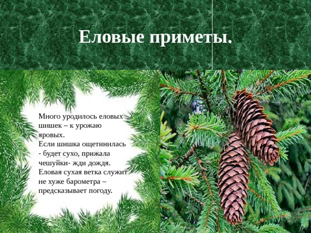Еловые приметы. Много уродилось еловых шишек – к урожаю яровых. Если шишка ощетинилась - будет сухо, прижала чешуйки- жди дождя. Еловая сухая ветка служит не хуже барометра – предсказывает погоду. Много уродилось еловых шишек – к урожаю яровых. Если шишка ощетинилась - будет сухо, прижала чешуйки- жди дождя. Еловая сухая ветка служит не хуже барометра – предсказывает погоду. 
