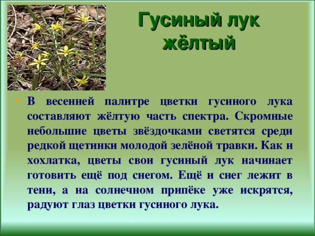 Гусиный лук  жёлтый  В весенней палитре цветки гусиного лука составляют жёлтую часть спектра. Скромные небольшие цветы звёздочками светятся среди редкой щетинки молодой зелёной травки. Как и хохлатка, цветы свои гусиный лук начинает готовить ещё под снегом. Ещё и снег лежит в тени, а на солнечном припёке уже искрятся, радуют глаз цветки гусиного лука. 