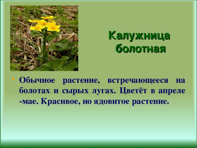   Калужница  болотная Обычное растение, встречающееся на болотах и сырых лугах. Цветёт в апреле -мае. Красивое, но ядовитое растение. 