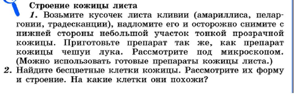 Кожица листа кливии под микроскопом