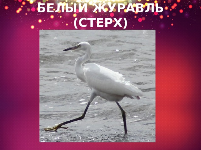 БЕЛЫЙ ЖУРАВЛЬ (СТЕРХ) 