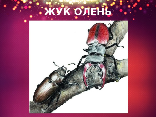 ЖУК ОЛЕНЬ 