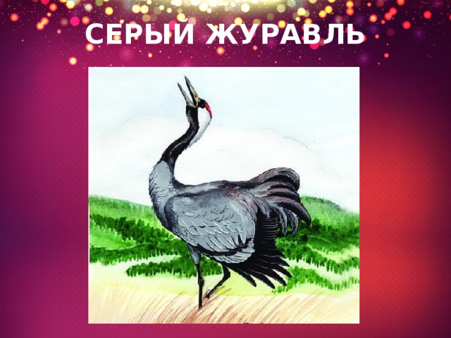 СЕРЫЙ ЖУРАВЛЬ 