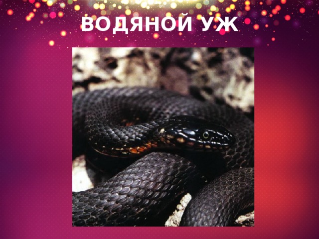 ВОДЯНОЙ УЖ 