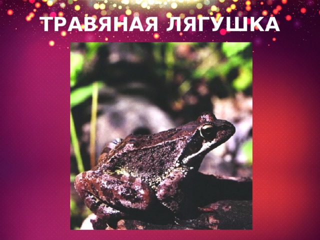 ТРАВЯНАЯ ЛЯГУШКА 