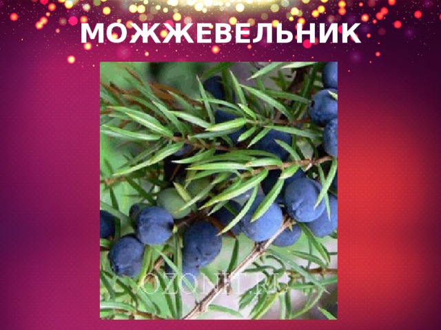 МОЖЖЕВЕЛЬНИК 