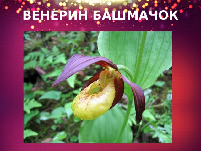 ВЕНЕРИН БАШМАЧОК 