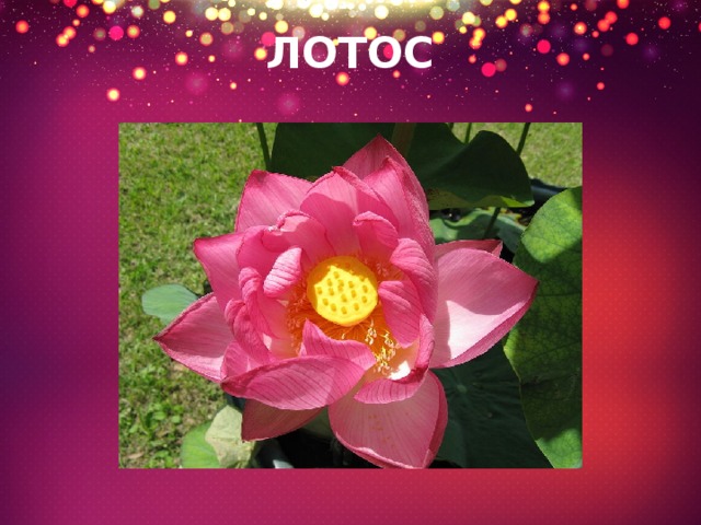 ЛОТОС 