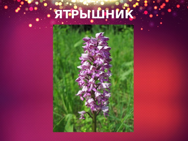 ЯТРЫШНИК 