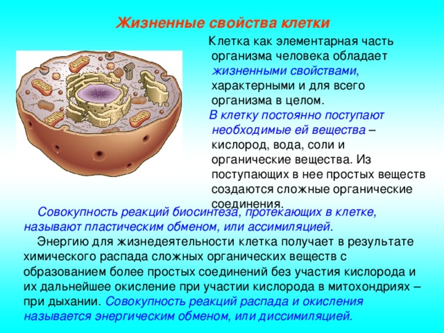 Жизненные свойства клетки  Клетка как элементарная часть организма человека обладает жизненными свойствами , характерными и для всего организма в целом.  В клетку постоянно поступают необходимые ей вещества – кислород, вода, соли и органические вещества. Из поступающих в нее простых веществ создаются сложные органические соединения.  Совокупность реакций биосинтеза, протекающих в клетке, называют пластическим обменом, или ассимиляцией.  Энергию для жизнедеятельности клетка получает в результате химического распада сложных органических веществ с образованием более простых соединений без участия кислорода и их дальнейшее окисление при участии кислорода в митохондриях – при дыхании. Совокупность реакций распада и окисления называется энергическим обменом, или диссимиляцией.