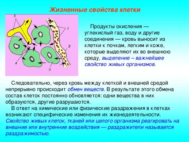 Жизненные свойства клетки  Продукты окисления — углекислый газ, воду и другие соединения — кровь выносит из клетки к почкам, легким и коже, которые выделяют их во внешнюю среду, выделение – важнейшее свойство живых организмов .  Следовательно, через кровь между клеткой и внешней средой непрерывно происходит обмен веществ.  В результате этого обмена состав клеток постоянно обновляется: одни вещества в них образуются, другие разрушаются.  В ответ на химические или физические раздражения в клетках возникают специфические изменения их жизнедеятельности. Свойство живых клеток, тканей или целого организма реагировать на внешние или внутренние воздействия — раздражители называется раздражимостью.