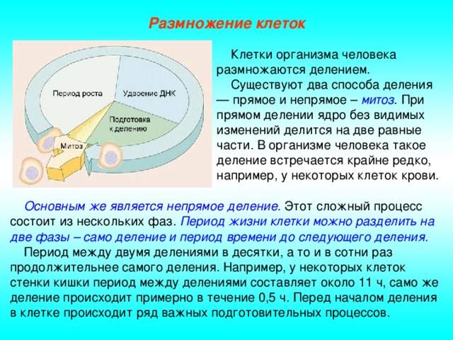 Размножение клеток  Клетки организма человека размножаются делением.  Существуют два способа деления — прямое и непрямое – митоз . При прямом делении ядро без видимых изменений делится на две равные части. В организме человека такое деление встречается крайне редко, например, у некоторых клеток крови.  Основным же является непрямое деление . Этот сложный процесс состоит из нескольких фаз. Период жизни клетки можно разделить на две фазы – само деление и период времени до следующего деления.   Период между двумя делениями в десятки, а то и в сотни раз продолжительнее самого деления. Например, у некоторых клеток стенки кишки период между делениями составляет около 11 ч, само же деление происходит примерно в течение 0,5 ч. Перед началом деления в клетке происходит ряд важных подготовительных процессов.