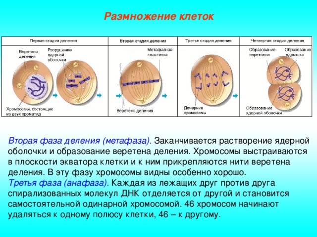Размножение клеток Вторая фаза деления (метафаза). Заканчивается растворение ядерной оболочки и образование веретена деления. Хромосомы выстраиваются в плоскости экватора клетки и к ним прикрепляются нити веретена деления. В эту фазу хромосомы видны особенно хорошо. Третья фаза (анафаза). Каждая из лежащих друг против друга спирализованных молекул ДНК отделяется от другой и становится самостоятельной одинарной хромосомой. 46 хромосом начинают удаляться к одному полюсу клетки, 46 – к другому.