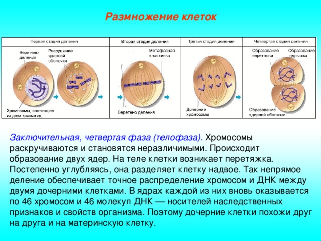 Размножение клеток Заключительная, четвертая фаза (телофаза). Хромосомы раскручиваются и становятся неразличимыми. Происходит образование двух ядер. На теле клетки возникает перетяжка. Постепенно углубляясь, она разделяет клетку надвое. Так непрямое деление обеспечивает точное распределение хромосом и ДНК между двумя дочерними клетками. В ядрах каждой из них вновь оказывается по 46 хромосом и 46 молекул ДНК — носителей наследственных признаков и свойств организма. Поэтому дочерние клетки похожи друг на друга и на материнскую клетку.