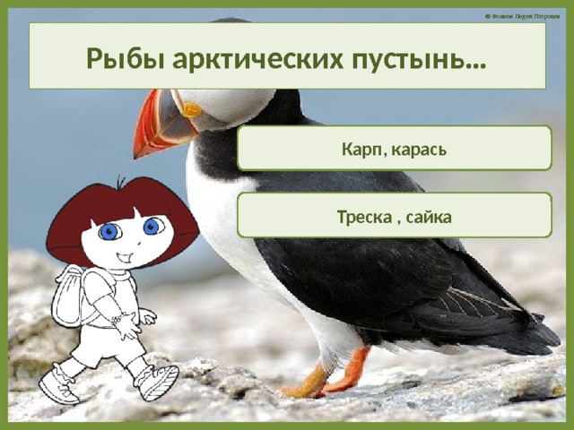 Рыбы арктических пустынь… Карп, карась Треска , сайка 