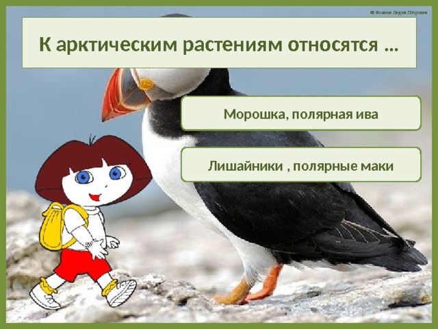 К арктическим растениям относятся … Морошка, полярная ива Лишайники , полярные маки 