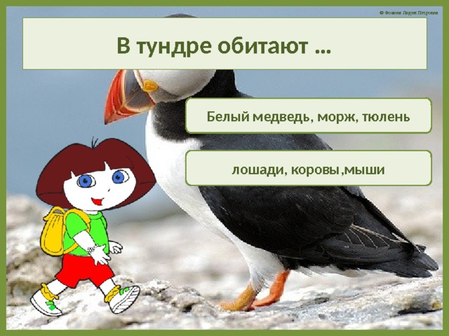 В тундре обитают … Белый медведь, морж, тюлень лошади, коровы,мыши 