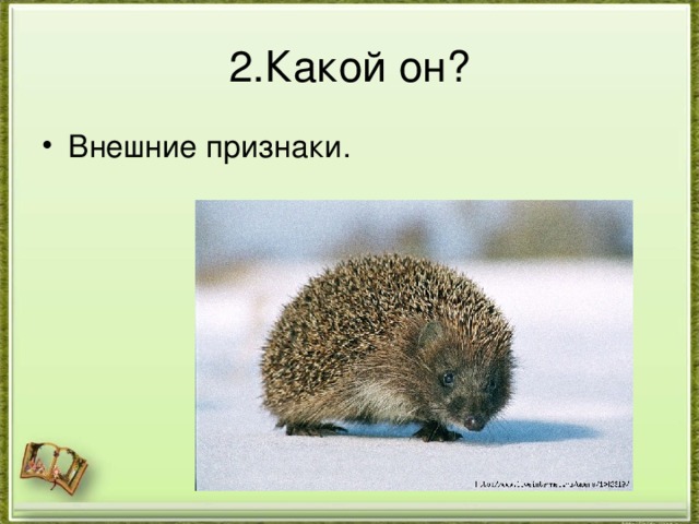 2.Какой он? Внешние признаки. 