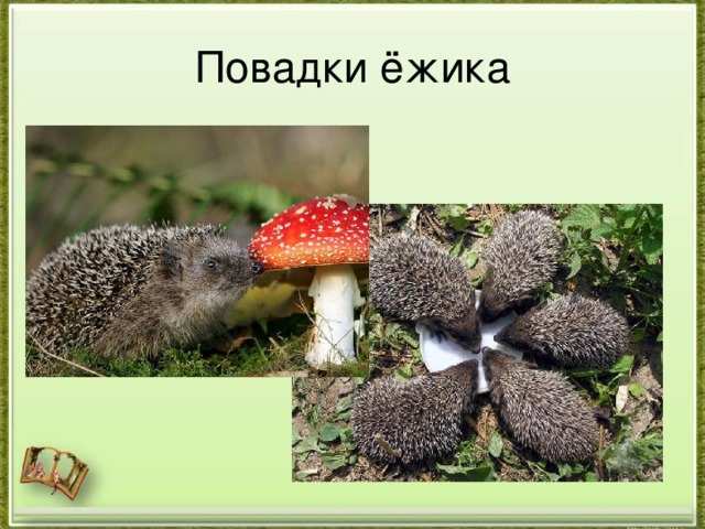 Повадки ёжика 