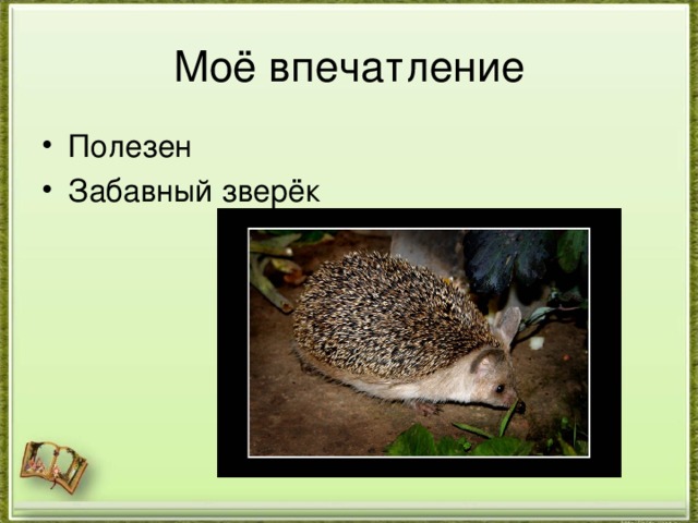 Моё впечатление Полезен Забавный зверёк  