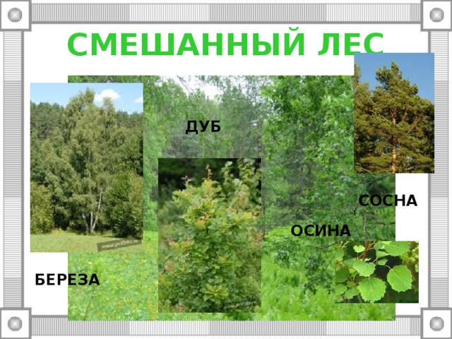 СМЕШАННЫЙ ЛЕС ДУБ СОСНА ОСИНА БЕРЕЗА 