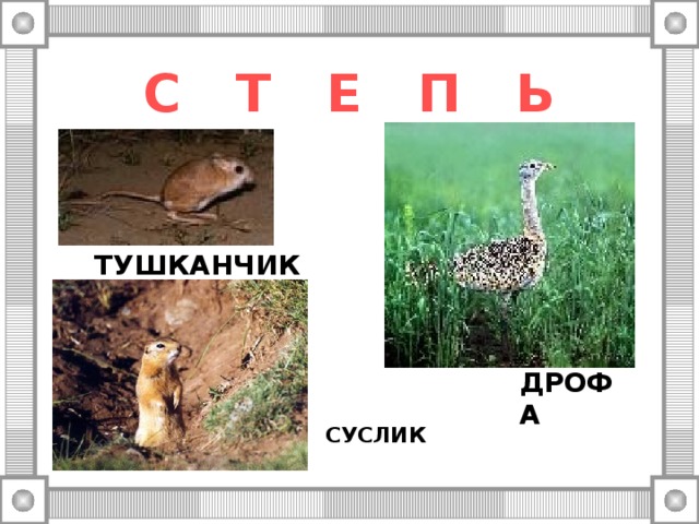 С Т Е П Ь ТУШКАНЧИК ДРОФА СУСЛИК 