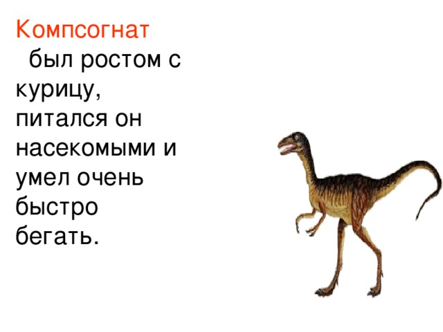 Компсогнат был ростом с курицу, питался он насекомыми и умел очень быстро бегать. 