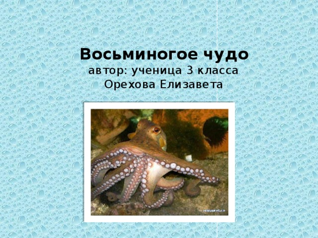 Восьминогое чудо  автор: ученица 3 класса  Орехова Елизавета 