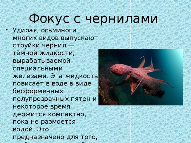 Фокус с чернилами Удирая, осьминоги многих видов выпускают струйки чернил — тёмной жидкости, вырабатываемой специальными железами. Эта жидкость повисает в воде в виде бесформенных полупрозрачных пятен и некоторое время держится компактно, пока не размоется водой. Это предназначено для того, чтобы отвлечь на себя внимание нападающего и позволить осьминогу выиграть время, чтобы скрыться. 