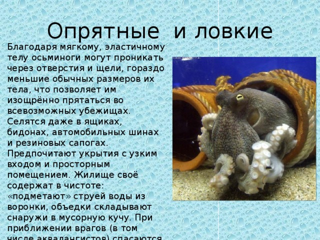 Опрятные и ловкие Благодаря мягкому, эластичному телу осьминоги могут проникать через отверстия и щели, гораздо меньшие обычных размеров их тела, что позволяет им изощрённо прятаться во всевозможных убежищах. Селятся даже в ящиках, бидонах, автомобильных шинах и резиновых сапогах. Предпочитают укрытия с узким входом и просторным помещением. Жилище своё содержат в чистоте: «подметают» струей воды из воронки, объедки складывают снаружи в мусорную кучу. При приближении врагов (в том числе аквалангистов) спасаются бегством, прячась в расщелинах скал и под камнями.   