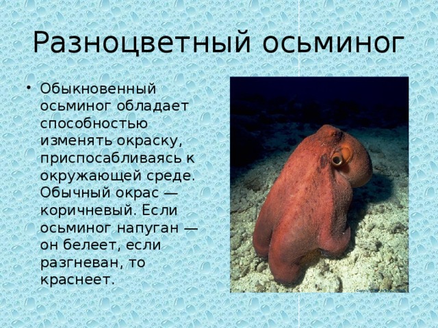 Разноцветный осьминог Обыкновенный осьминог обладает способностью изменять окраску, приспосабливаясь к окружающей среде. Обычный окрас — коричневый. Если осьминог напуган — он белеет, если разгневан, то краснеет. 