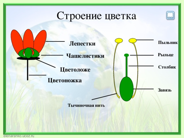 Покажите стрелками и подпишите на рисунке рыльце лепесток цветоножка