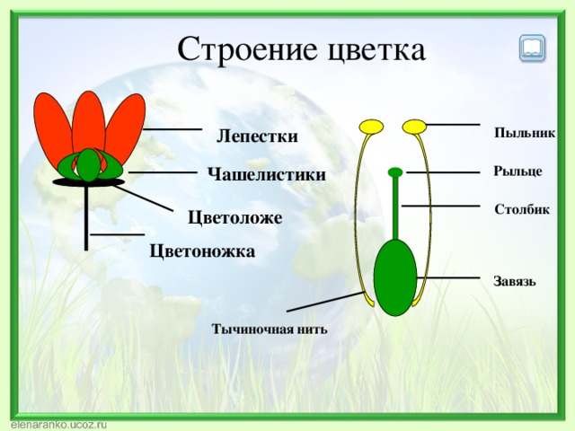 Цветок чашелистик пыльник завязь