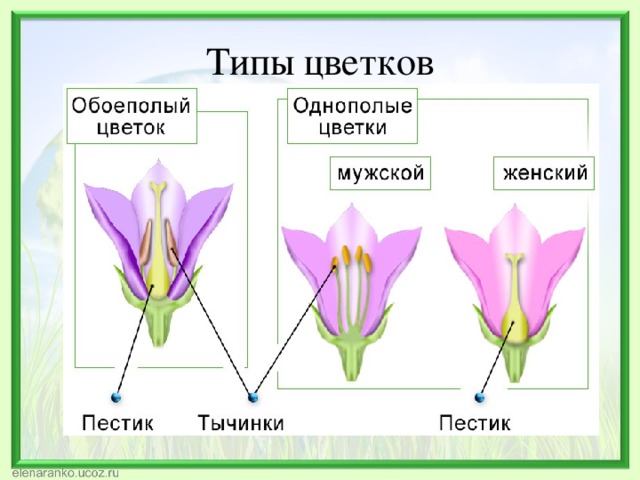 Типы цветков 