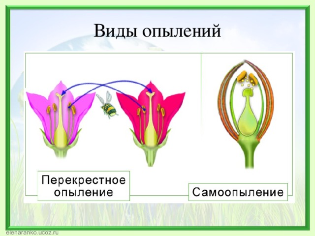 Виды опылений 