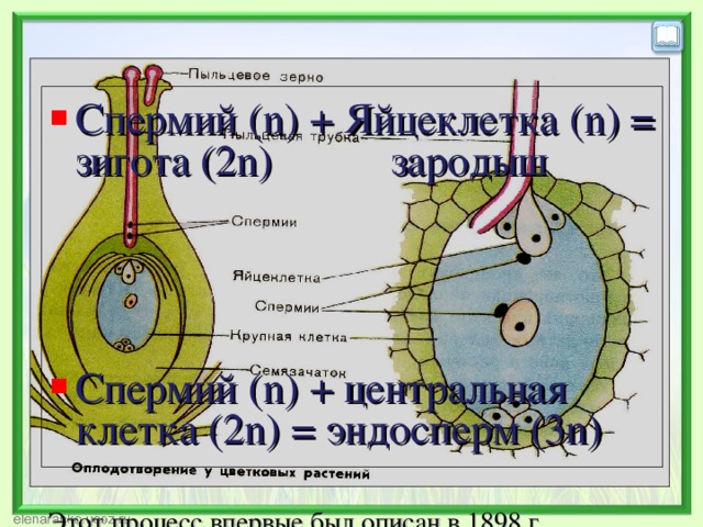 Спермий ( n ) + Яйцеклетка (n) = зигота (2 n ) зародыш Спермий ( n )  + центральная клетка (2 n ) = эндосперм (3 n ) Этот процесс впервые был описан в 1898 г. выдающимся русским цитологом и эмбриологом С.Г. Навашиным .  