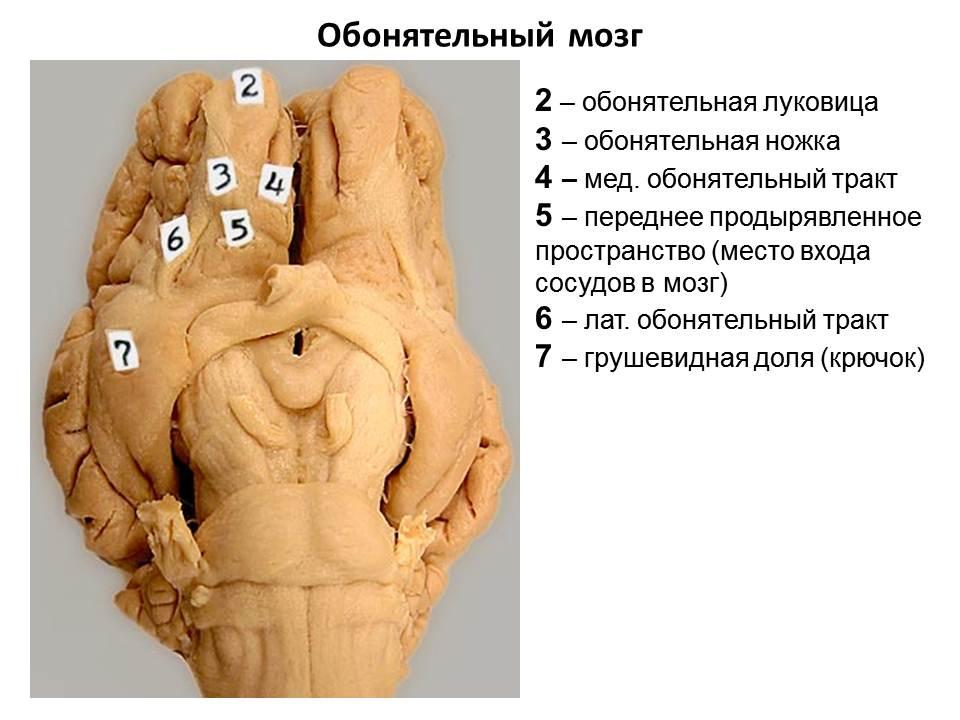 Обонятельный мозг схема