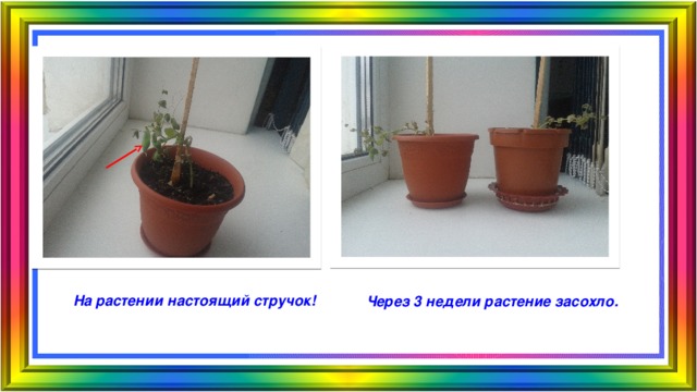 На растении настоящий стручок! Через 3 недели растение засохло. 