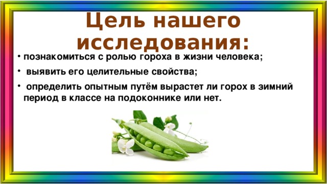 Цель нашего исследования: познакомиться с ролью гороха в жизни человека;  выявить его целительные свойства;  определить опытным путём вырастет ли горох в зимний период в классе на подоконнике или нет. 