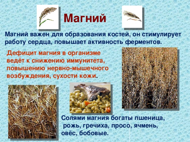 Магний  Магний важен для образования костей, он стимулирует работу сердца, повышает активность ферментов. Дефицит магния в организме ведёт к снижению иммунитета, повышению нервно-мышечного возбуждения, сухости кожи . Солями магния богаты пшеница,  рожь, гречиха, просо, ячмень, овёс, бобовые. 