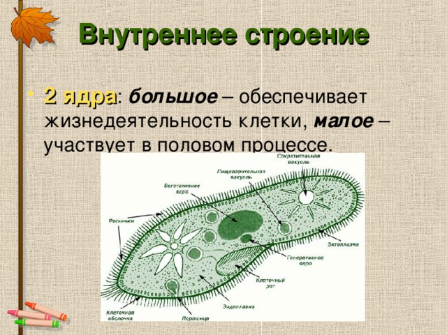 Внутреннее строение 2 ядра большое малое 